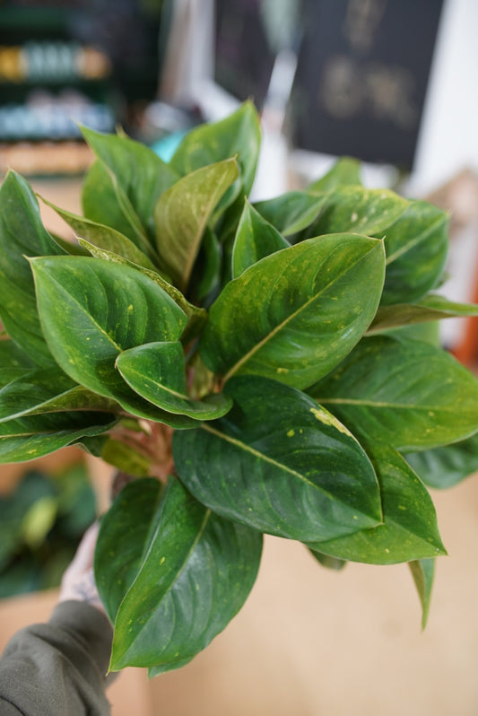 Aglaonema ‘Kamlai Yok’
