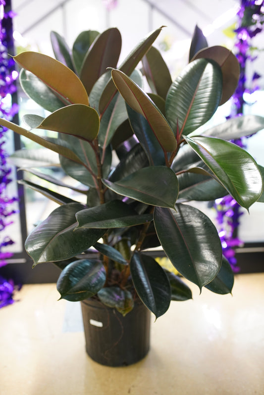 Ficus Elastica 'Burgandy' - Rubber Plant