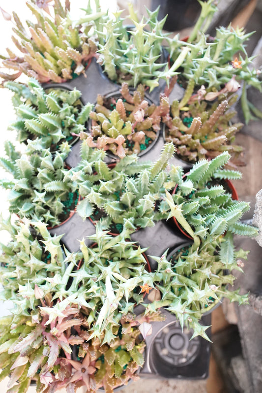 Huernia Cactus (assorted) Lifesaver Cactus