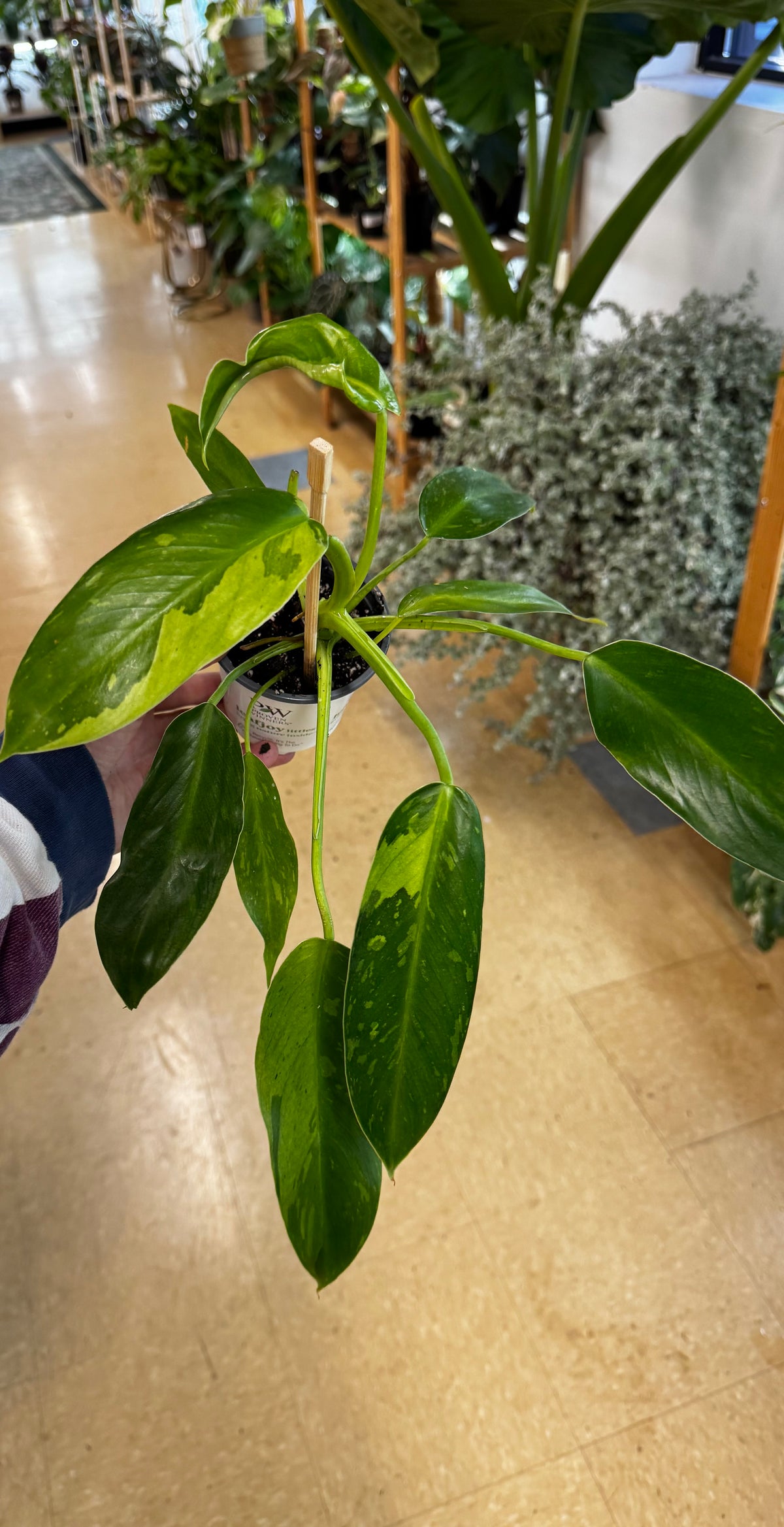 Philodendron Jose Buono