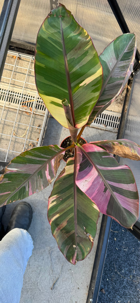 Musa Pink Nono Variegated Banana