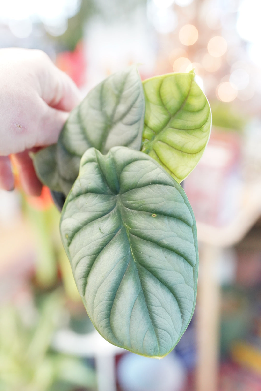 Alocasia Baginda 'Silver Dragon'