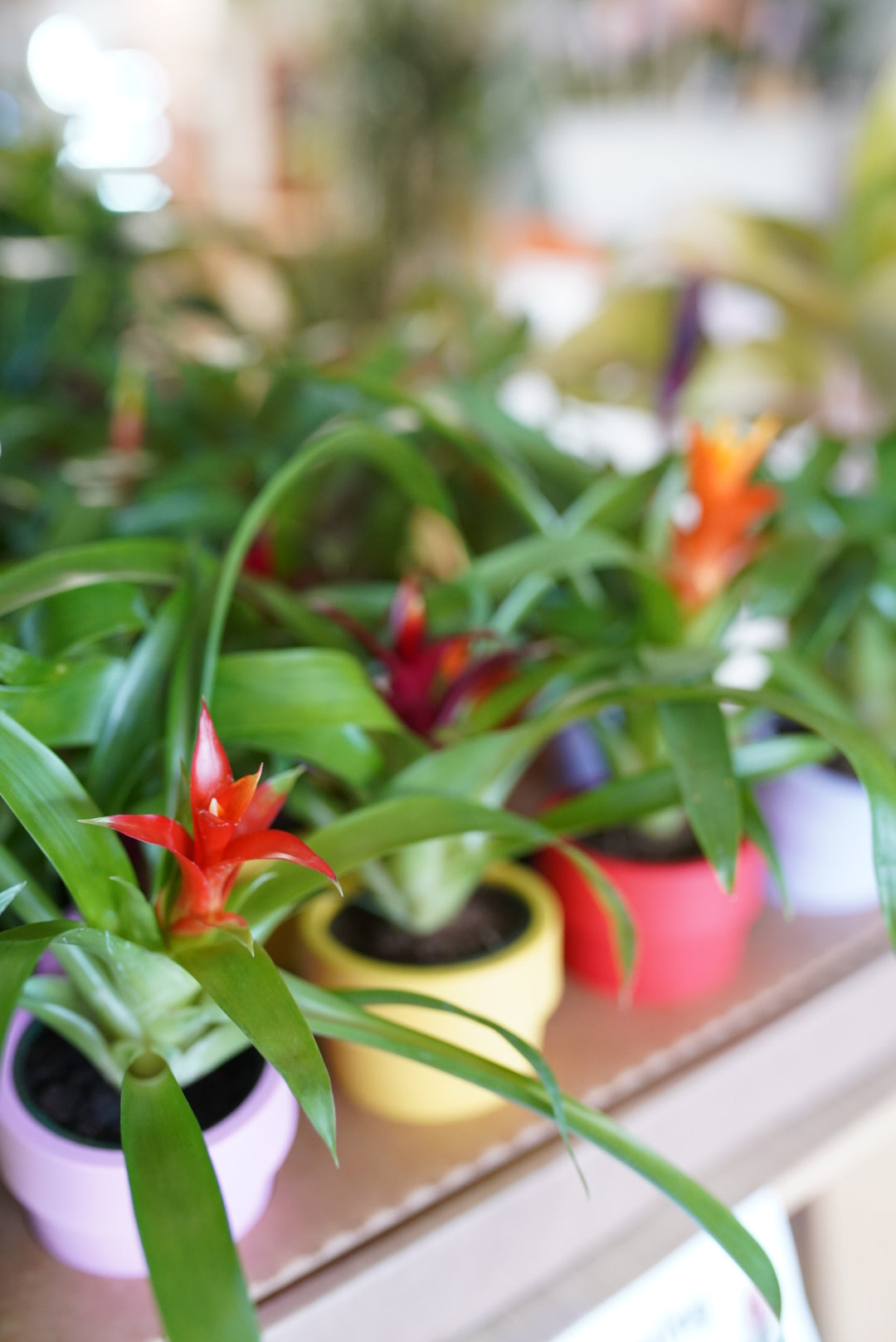 Bromeliads in Self Watering Pots