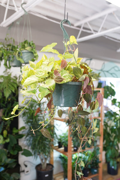 hanging basket plants b&q Mixed Hanging Basket