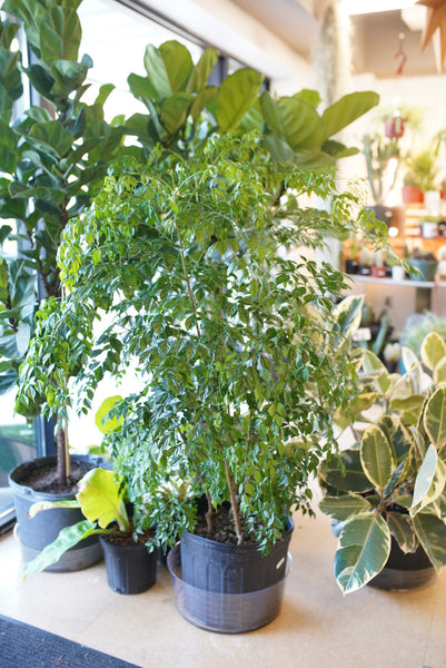 china doll plant air purifier China Doll – Ruby Flora Plant Shop