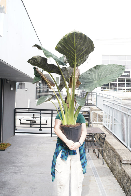 Alocasia Regal Shield