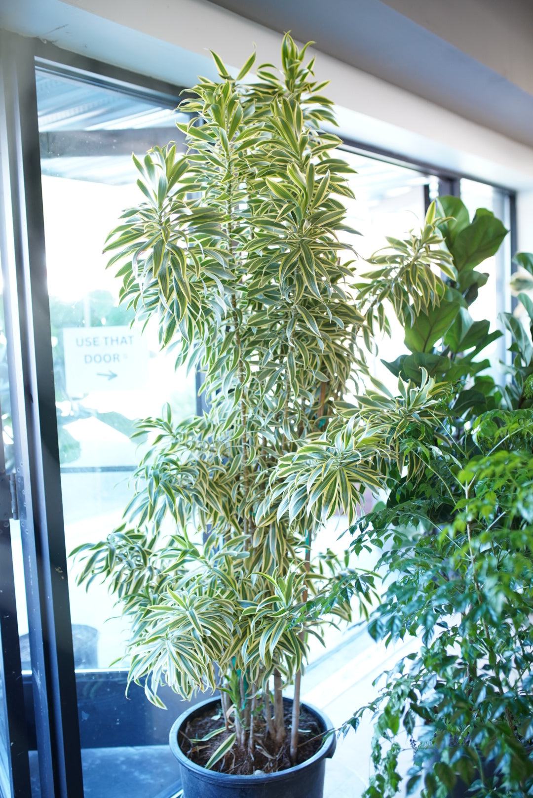 Dracaena 'Song of India'