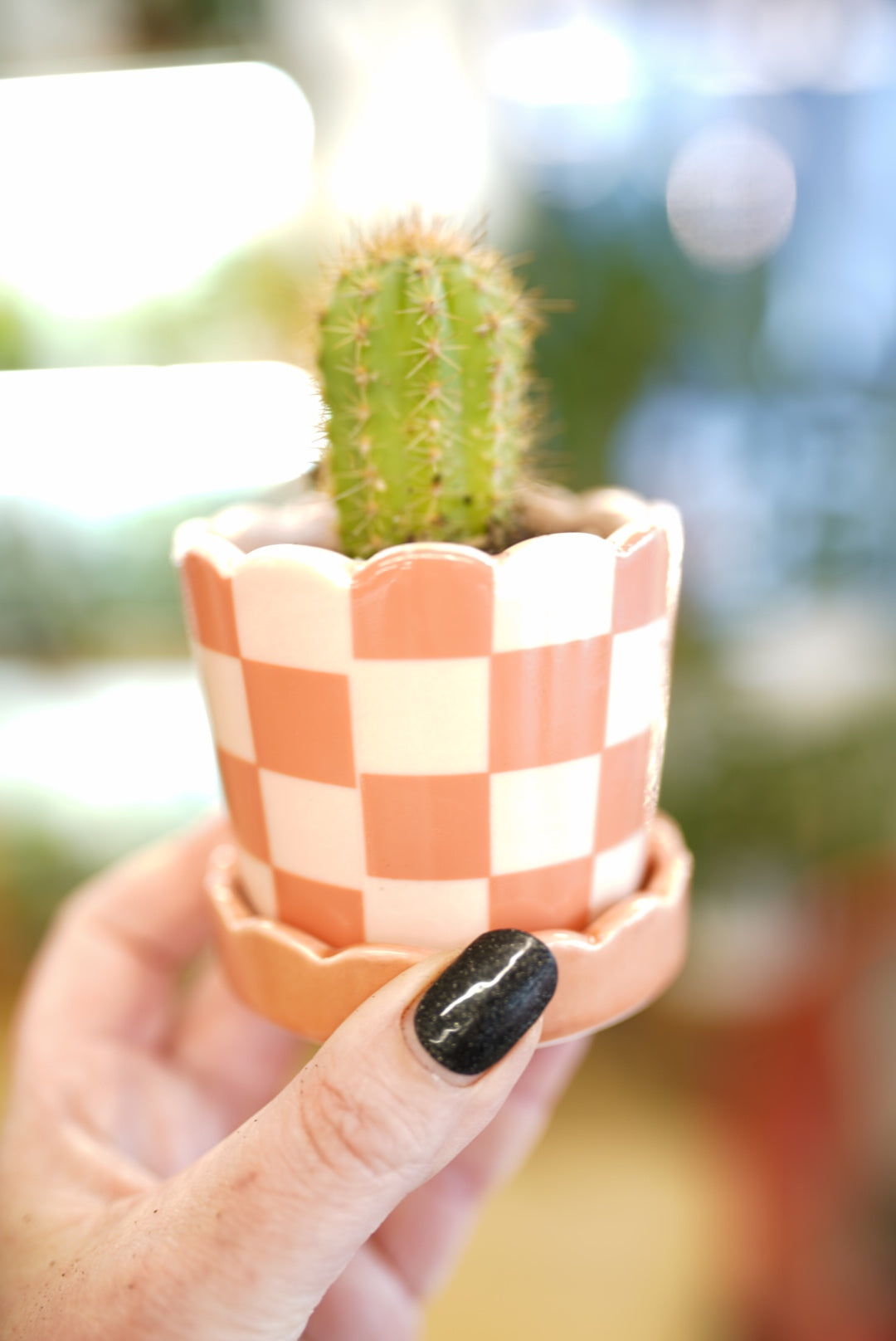 'Pretty in Prickles Bundle