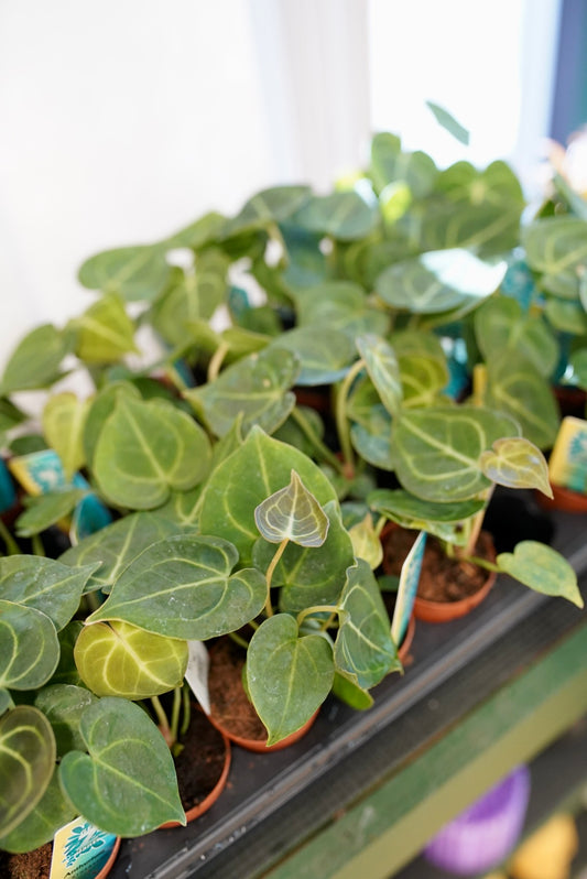 Anthurium Clarinervium