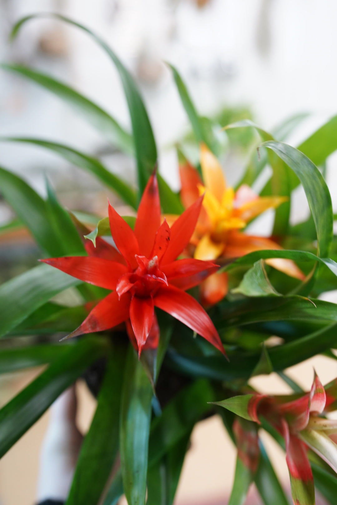 Bromeliad Guzmania