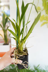 Dancing Lady Oncidium