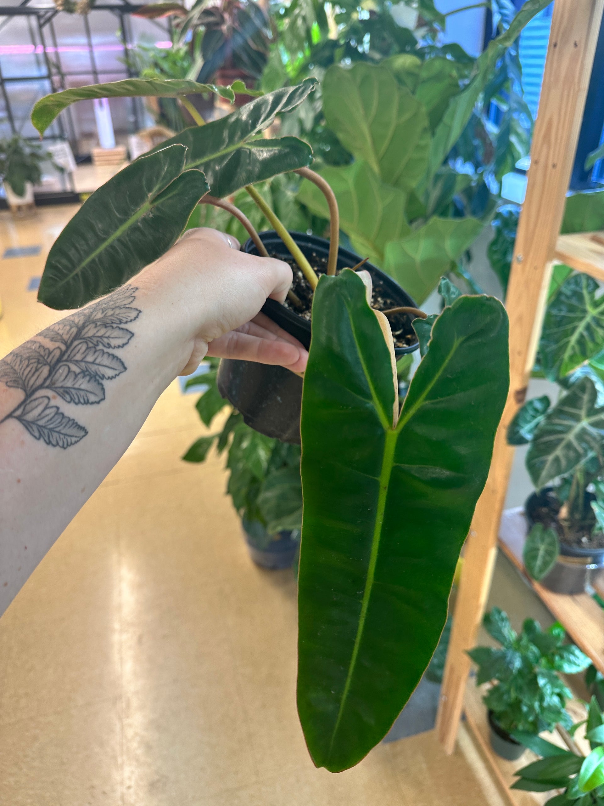 Philodendron billietiae