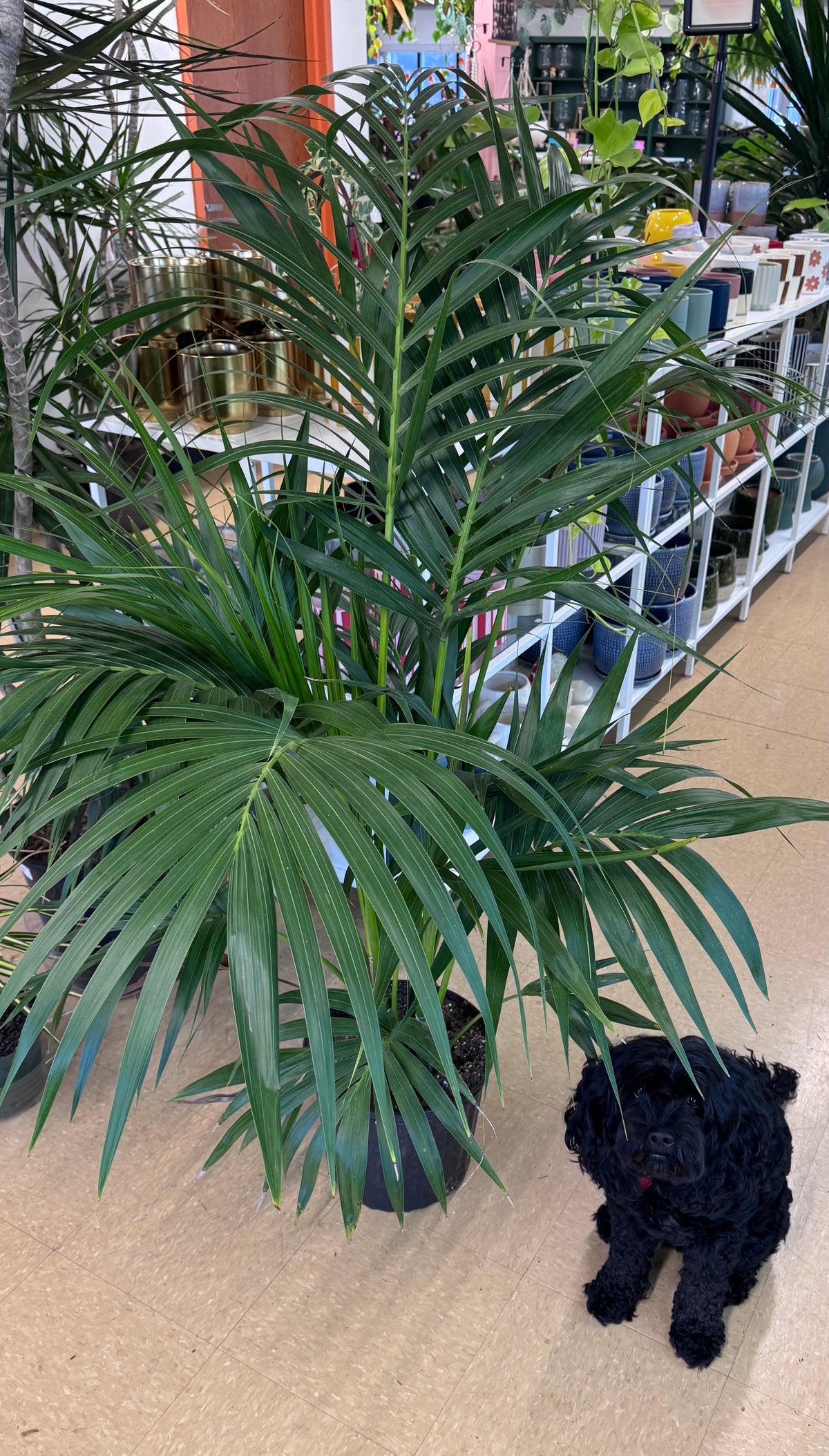 Rare & Unique Plants
