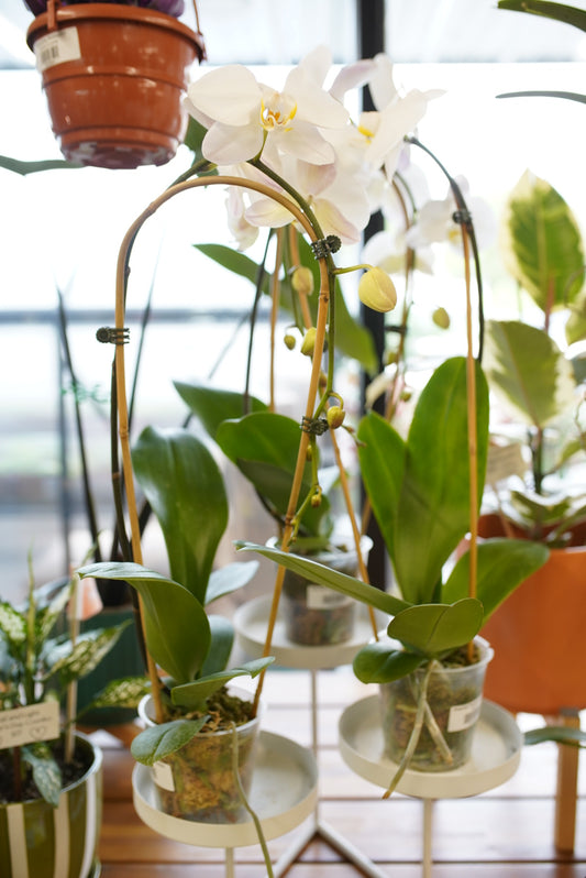 Waterfall Phalaenopsis Orchid