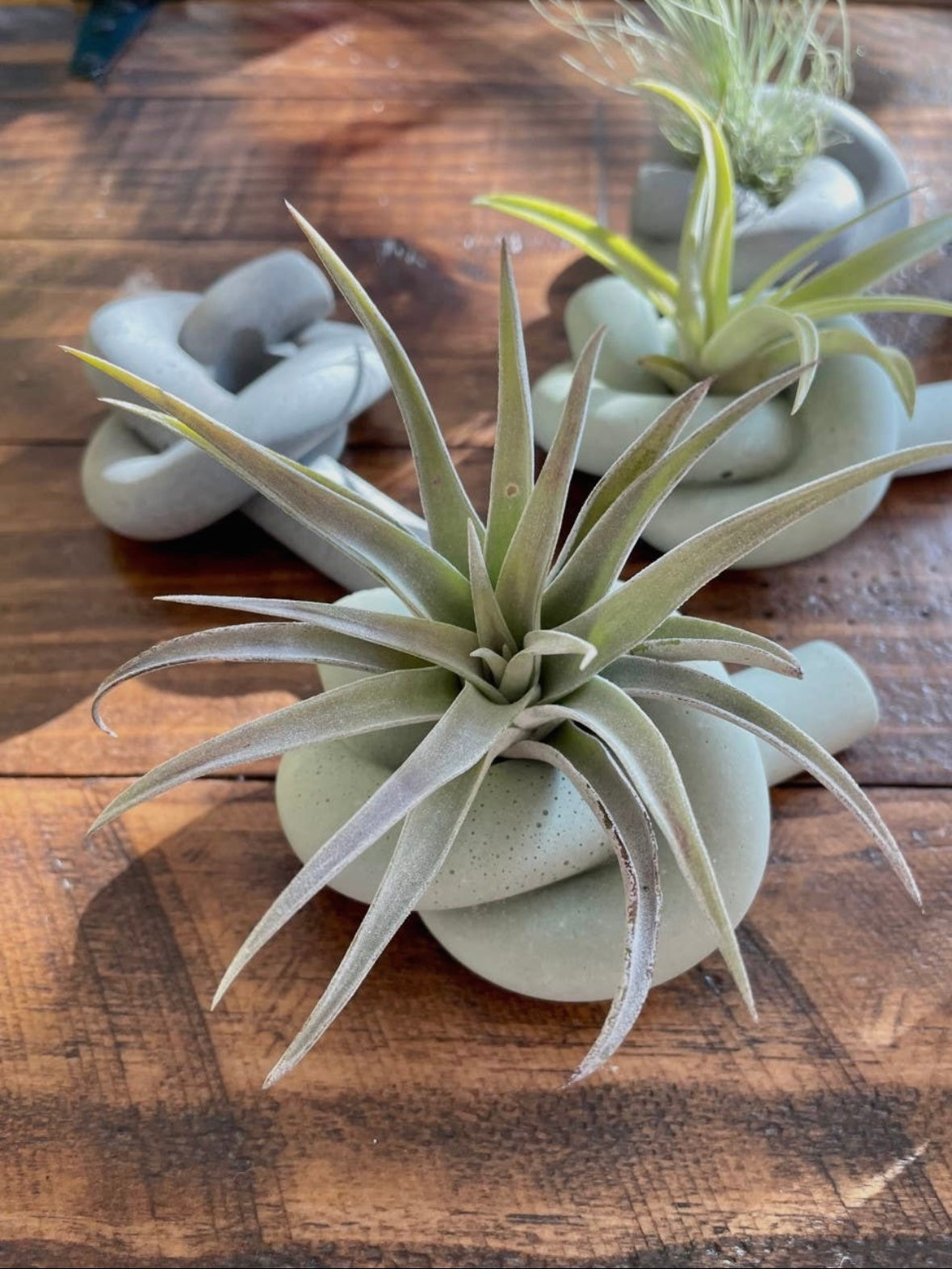 Knot Cement Air Plant Holder