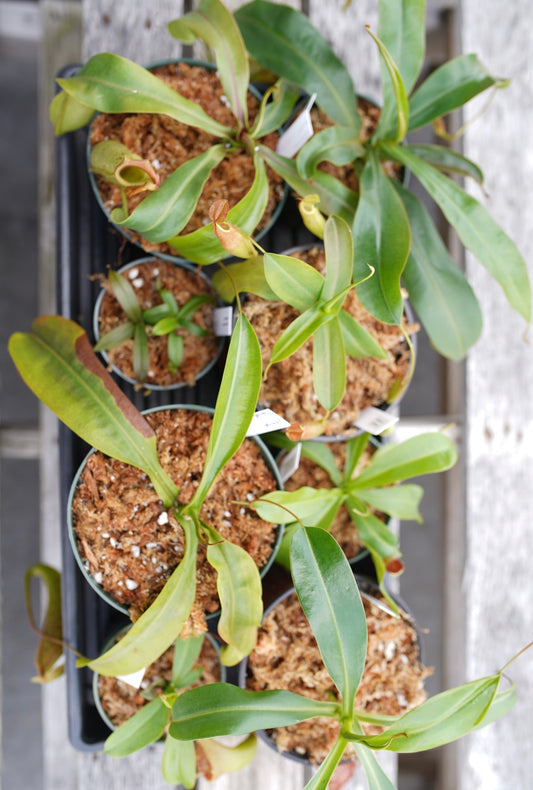 Nepenthes (Pitcher Plant)