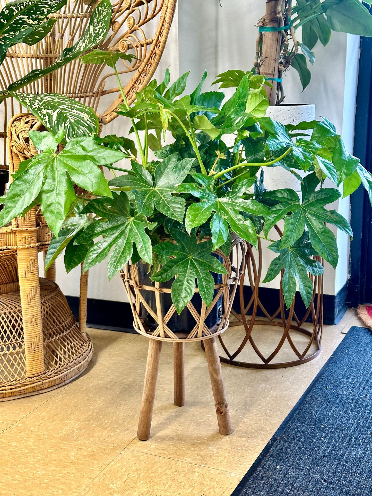Fatsia Japonica