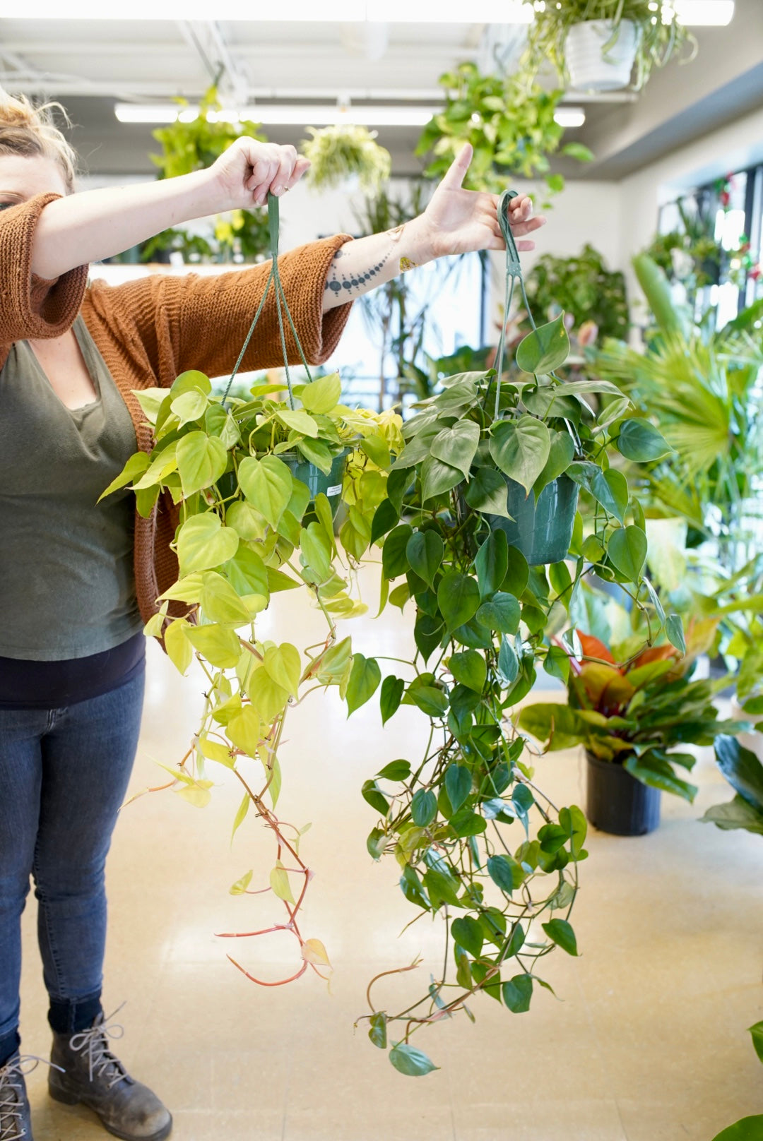 Philodendron cordatum  'Lemon Lime'