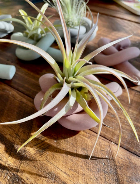 Knot Cement Air Plant Holder