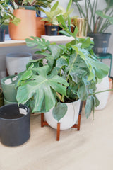Monstera Deliciosa