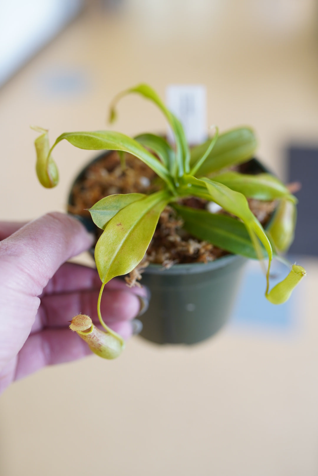 Nepenthes (Pitcher Plant)
