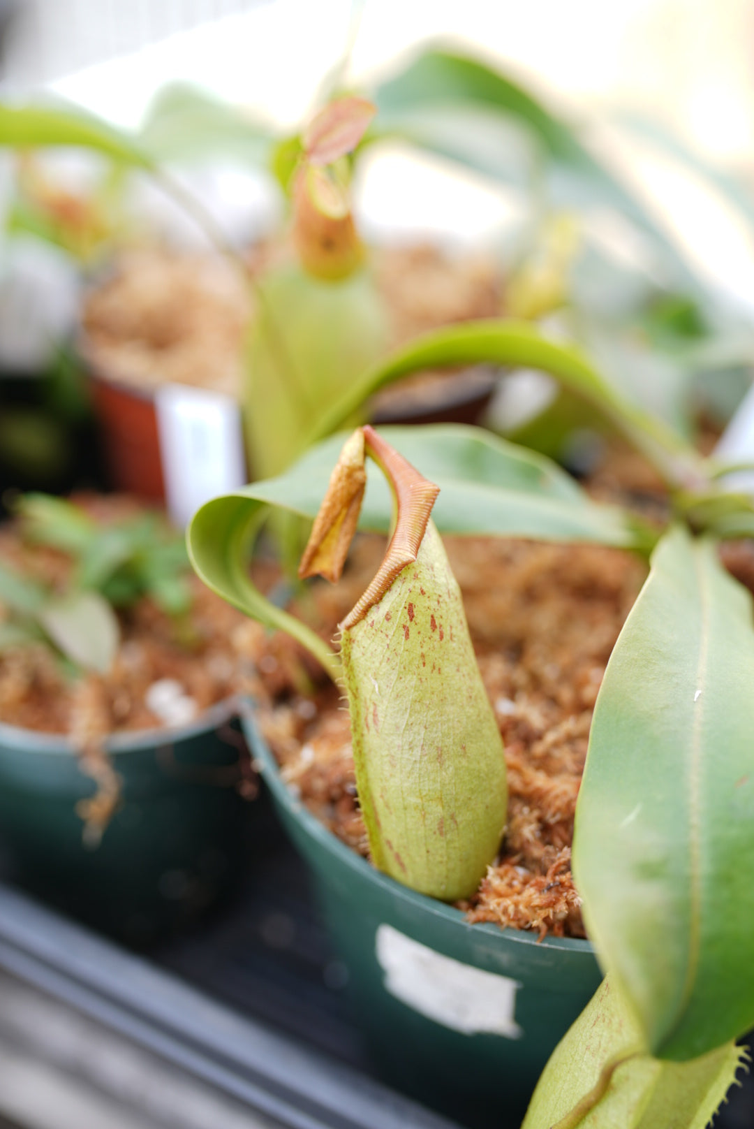 Nepenthes (Pitcher Plant)
