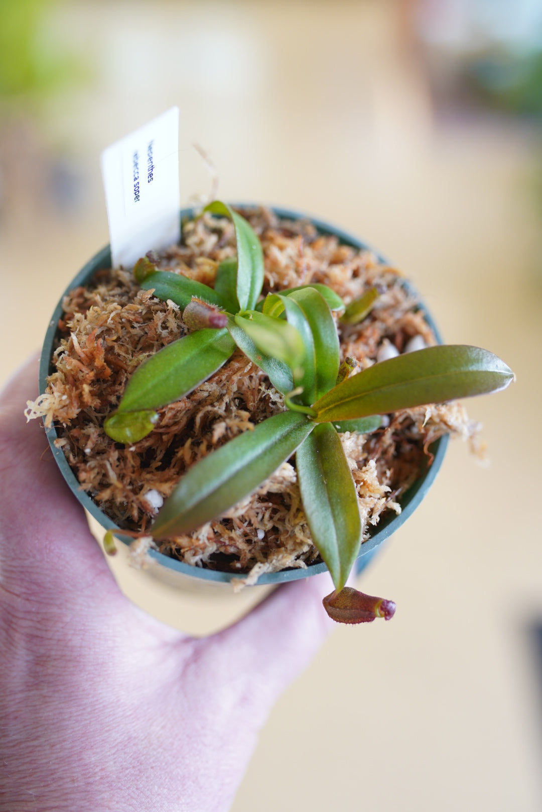 Nepenthes (Pitcher Plant)