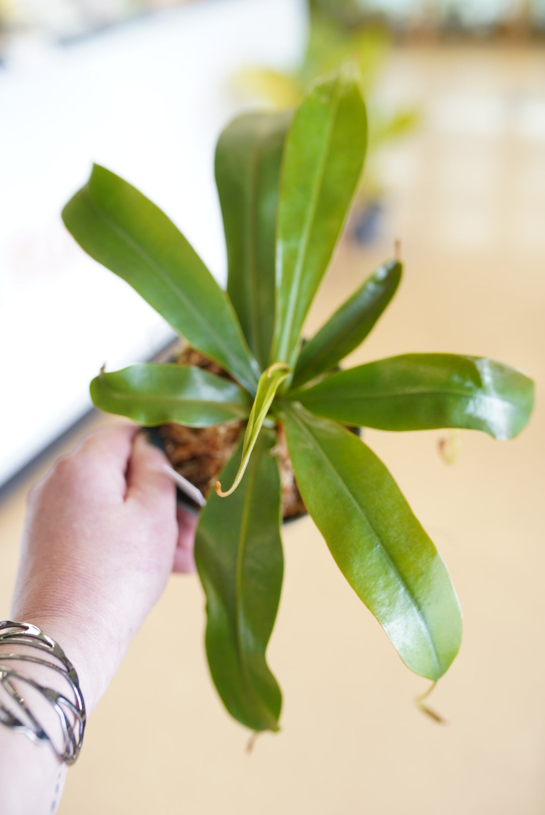 Nepenthes (Pitcher Plant)