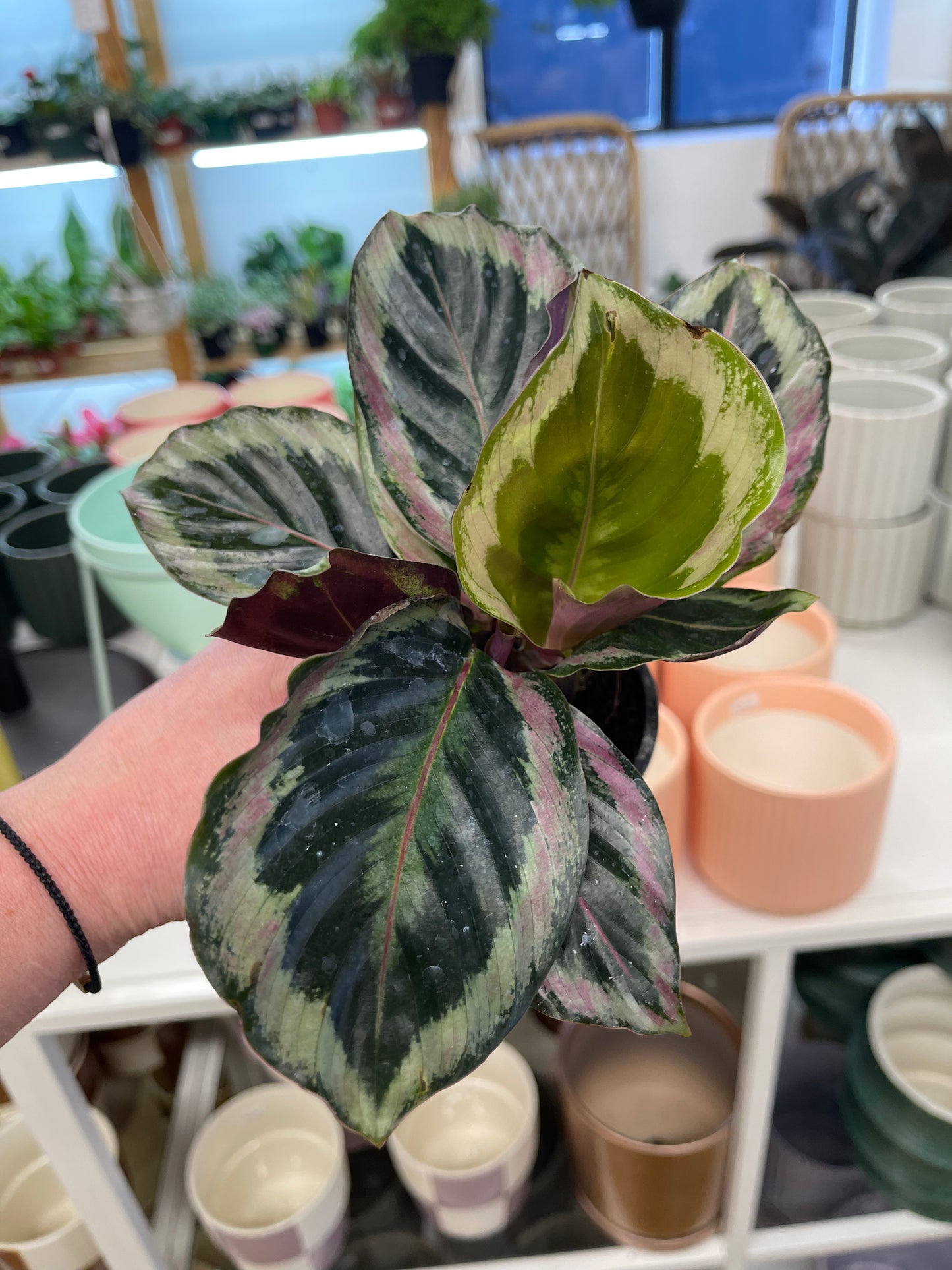 Calathea Shinestar