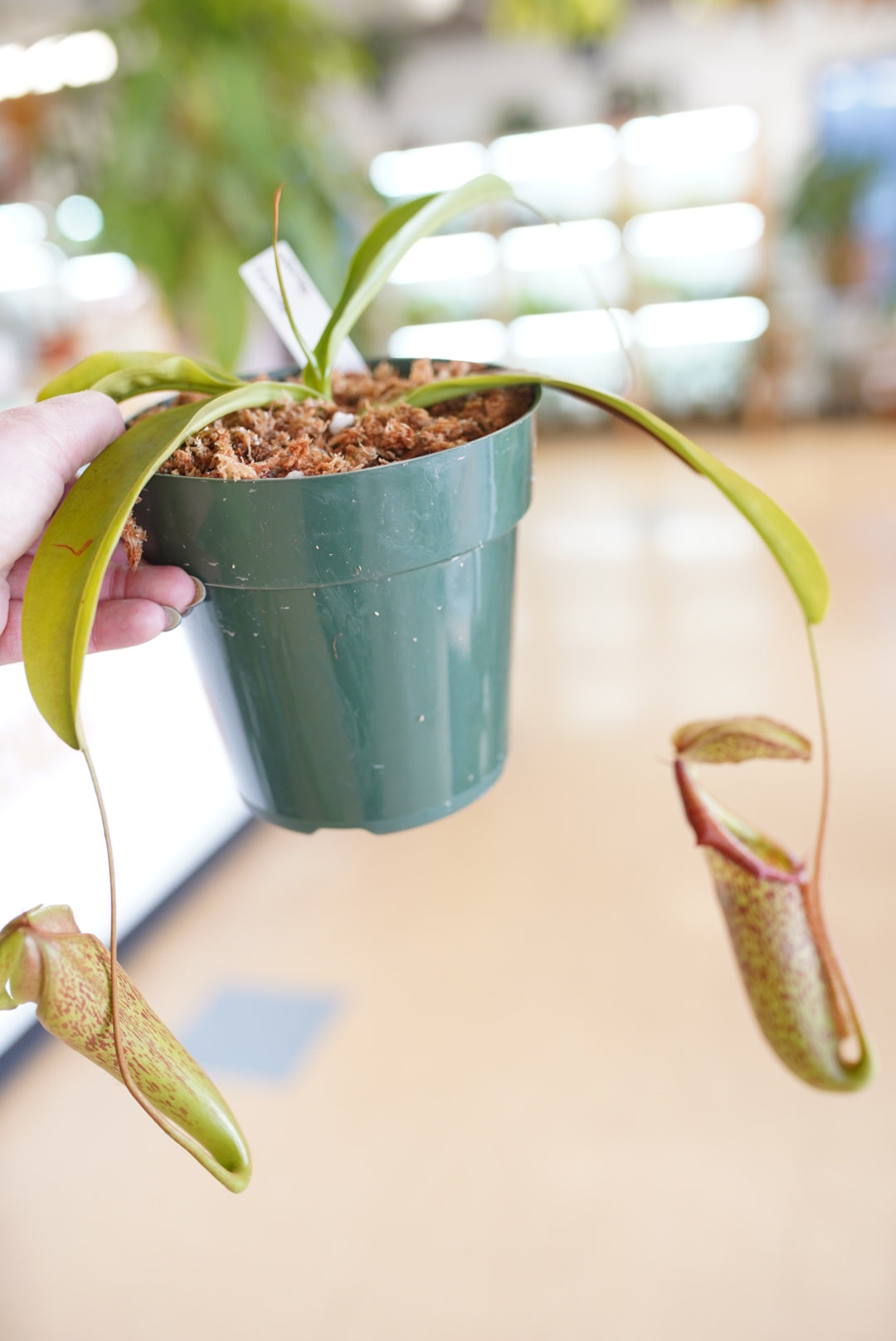 Nepenthes (Pitcher Plant)