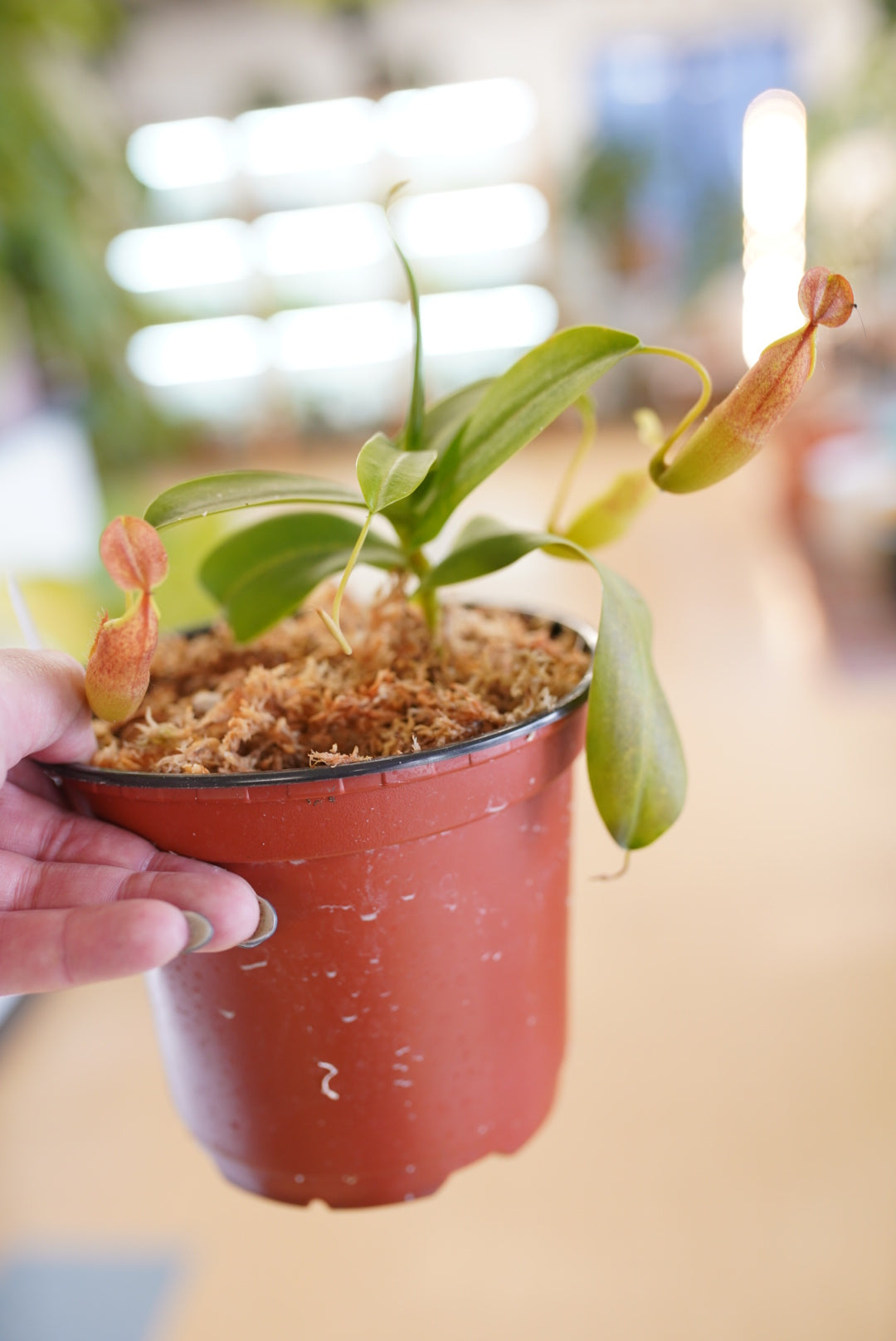 Nepenthes (Pitcher Plant)