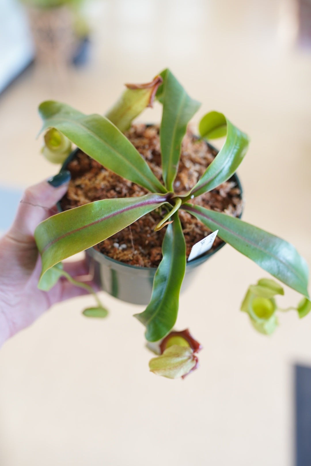 Nepenthes (Pitcher Plant)