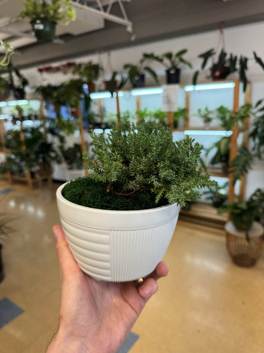 Japanese Juniper Bonsai