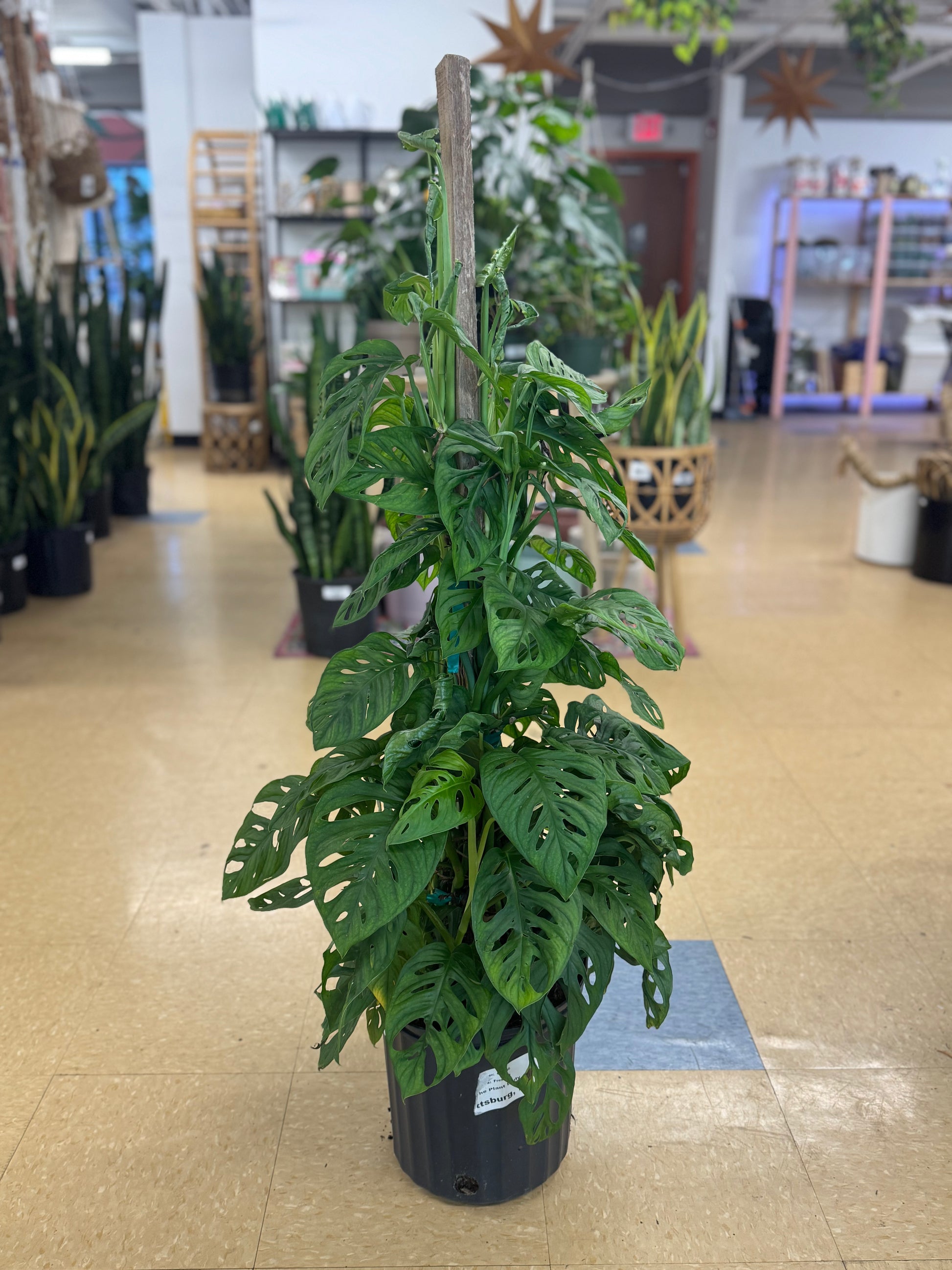 monstera adansonii flor Monstera Adansonii (Swiss Cheese) – Ruby Flora Plant Shop