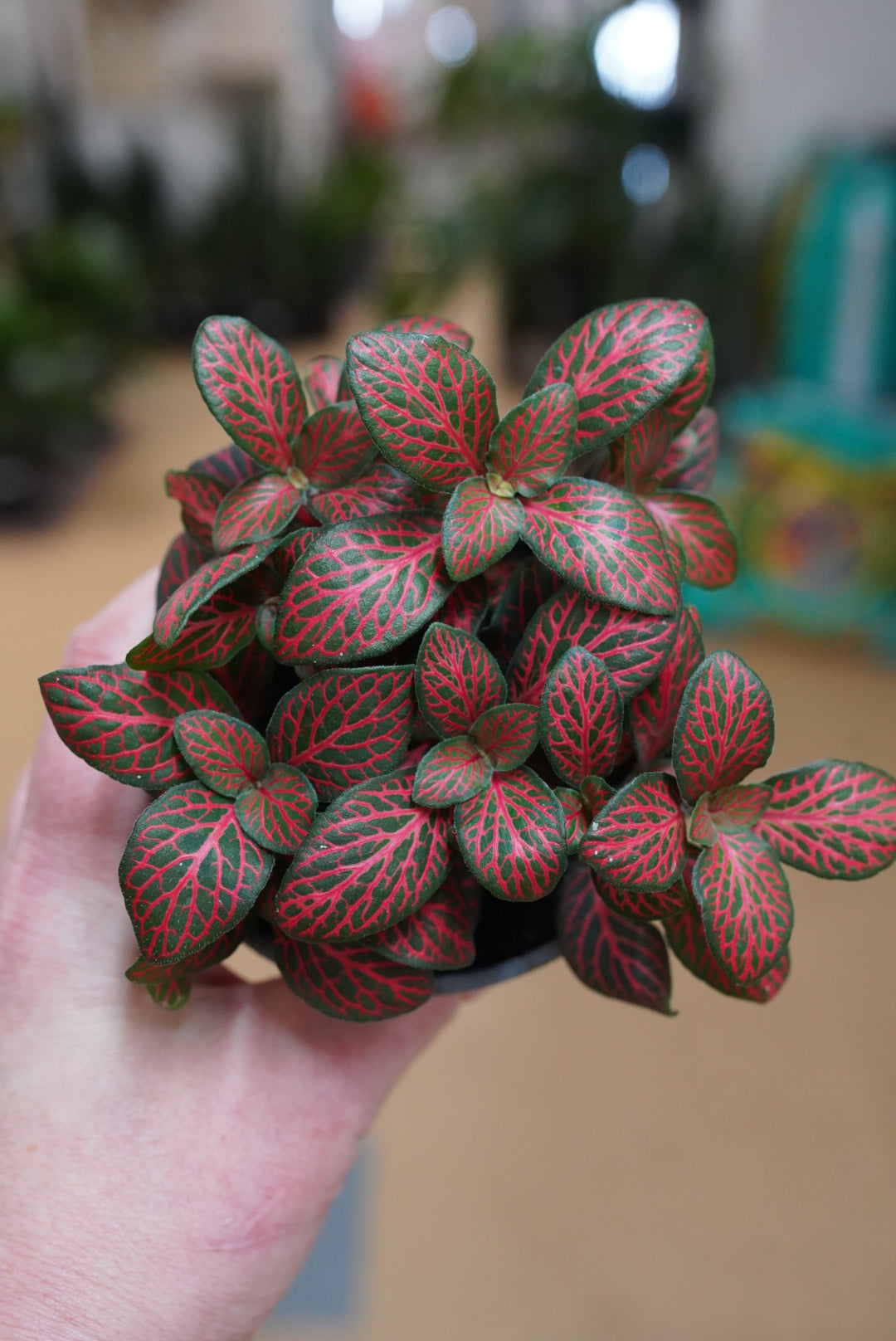 Fittonia-Red