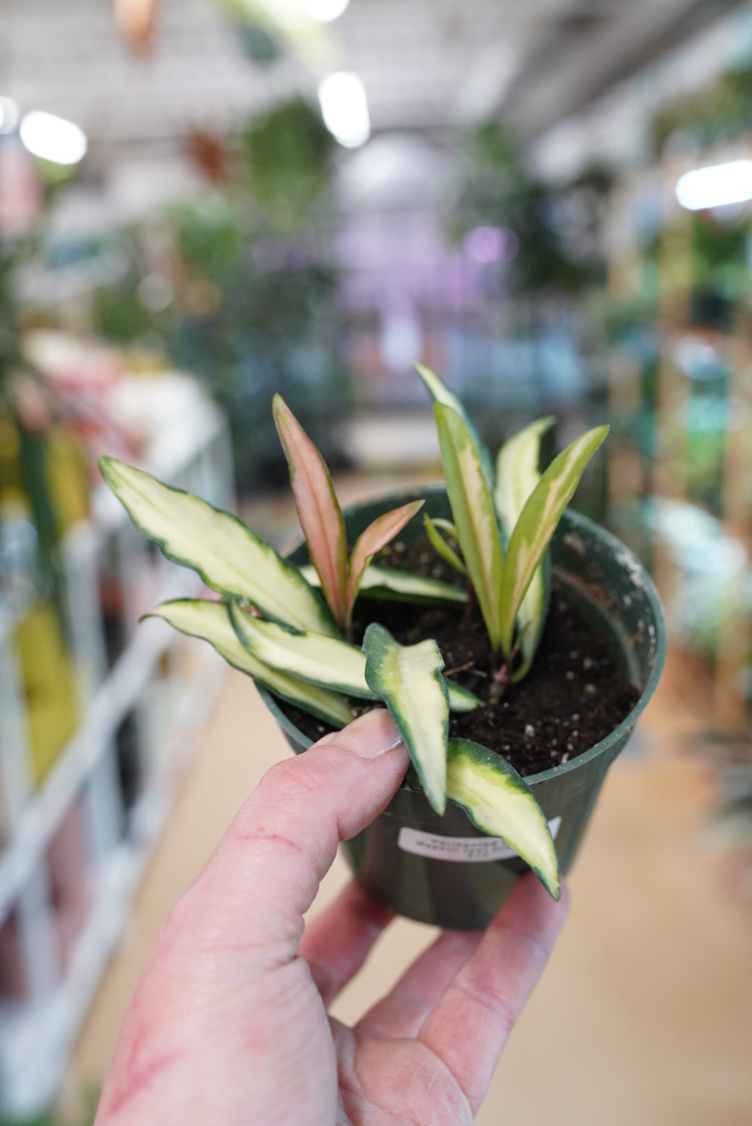 Hoya Wayetii 'Variegata'