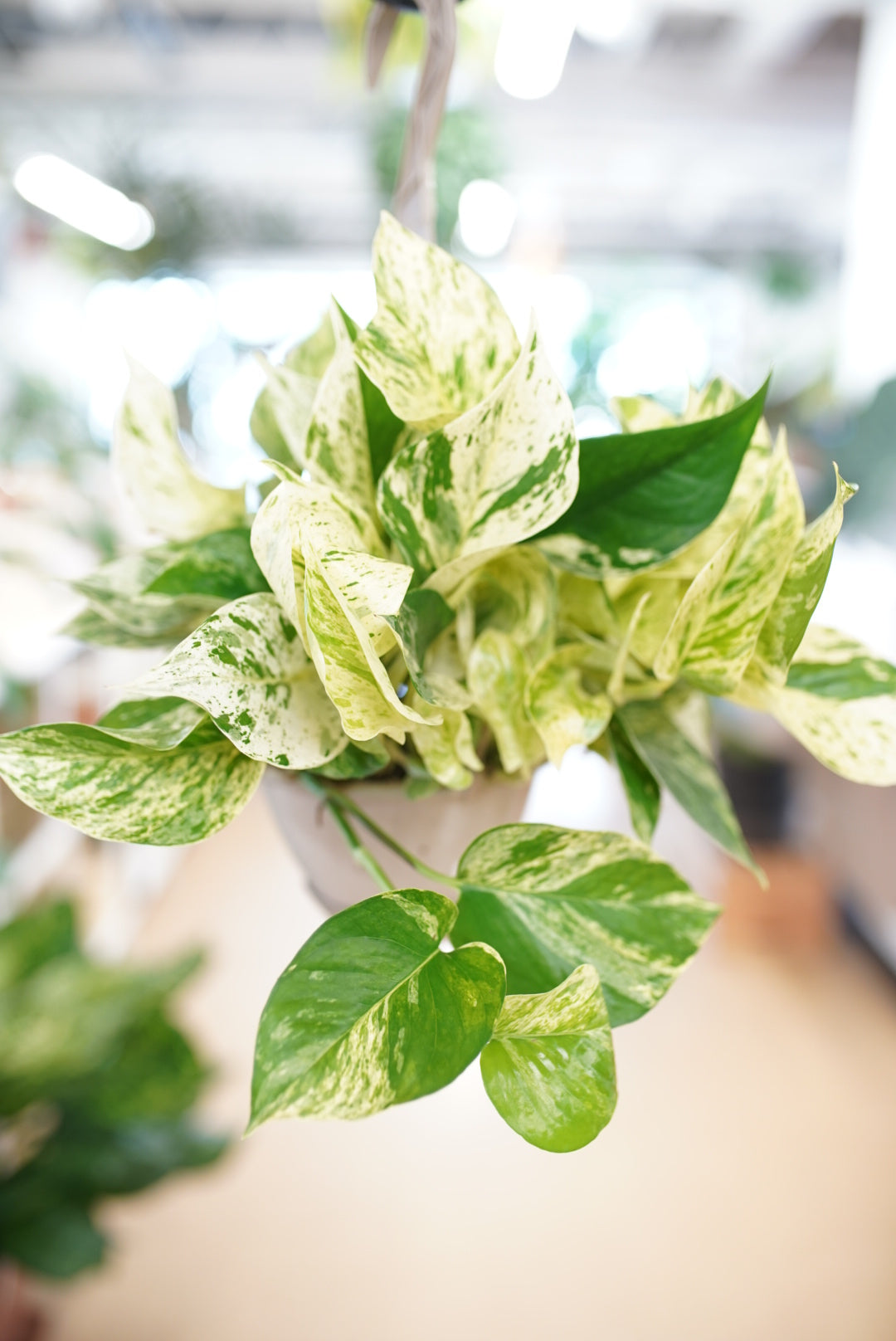 Epipremnum aureum 'Marble Queen' Pothos