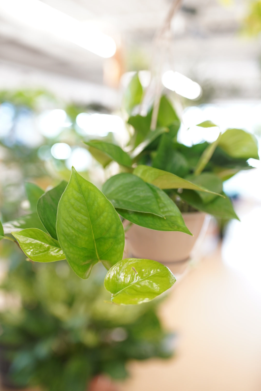 Epipremnum Aureum 'Jade' Pothos