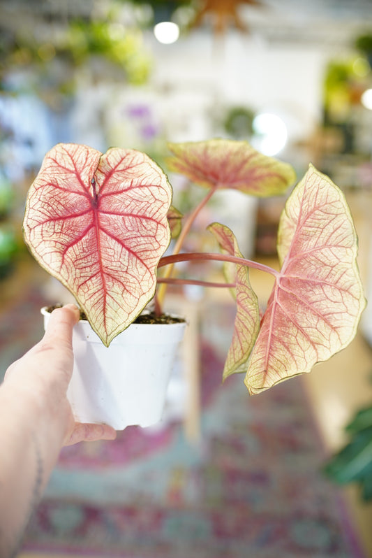 Caladium Southern Charm