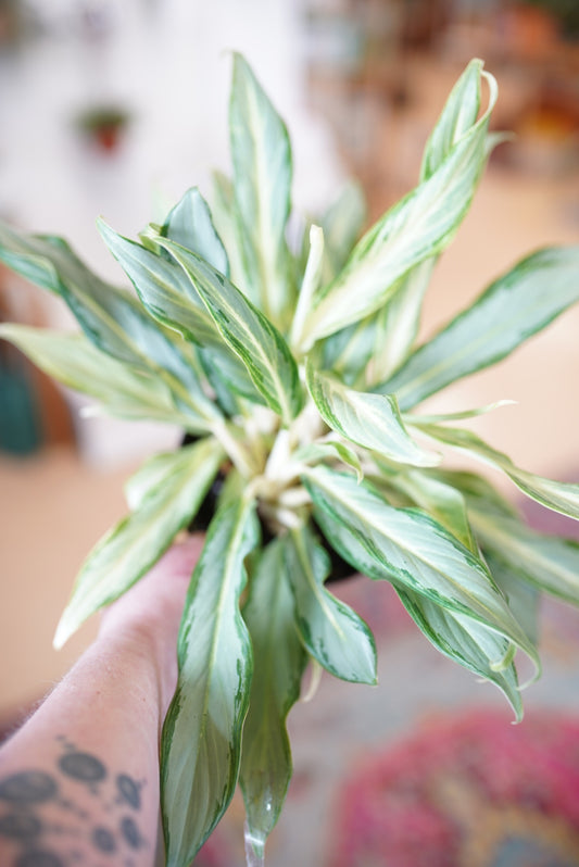 Aglaonema Hybrid #10