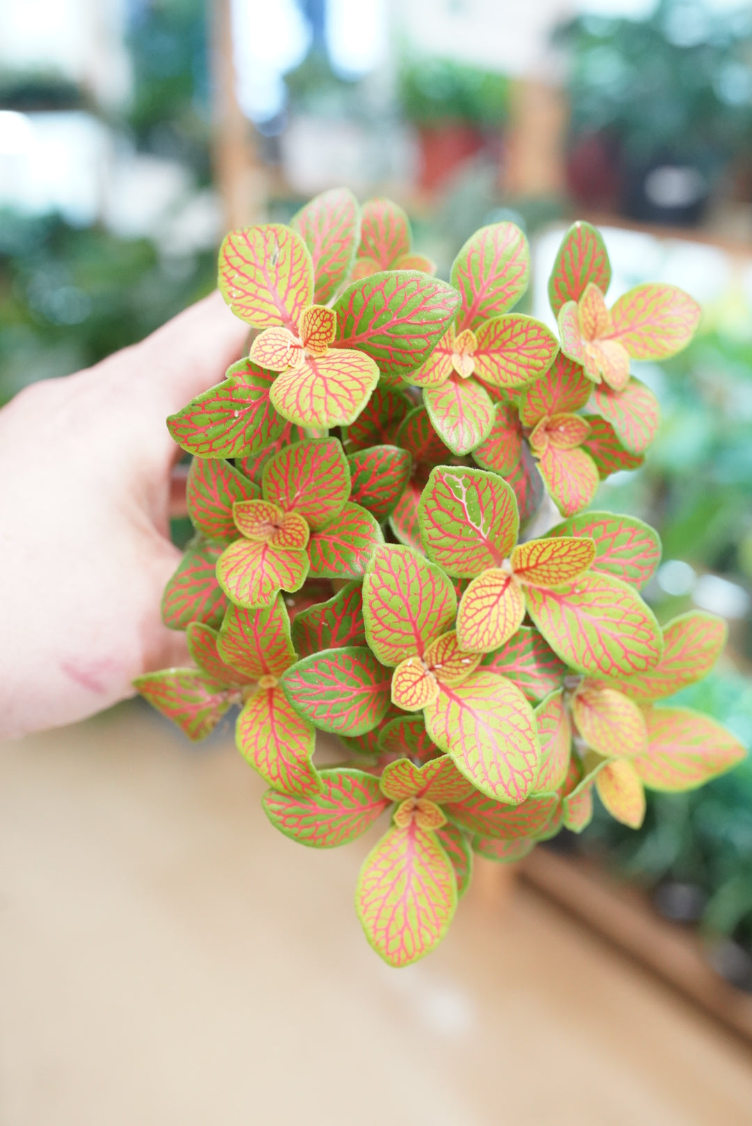 Fittonia 'skeleton'