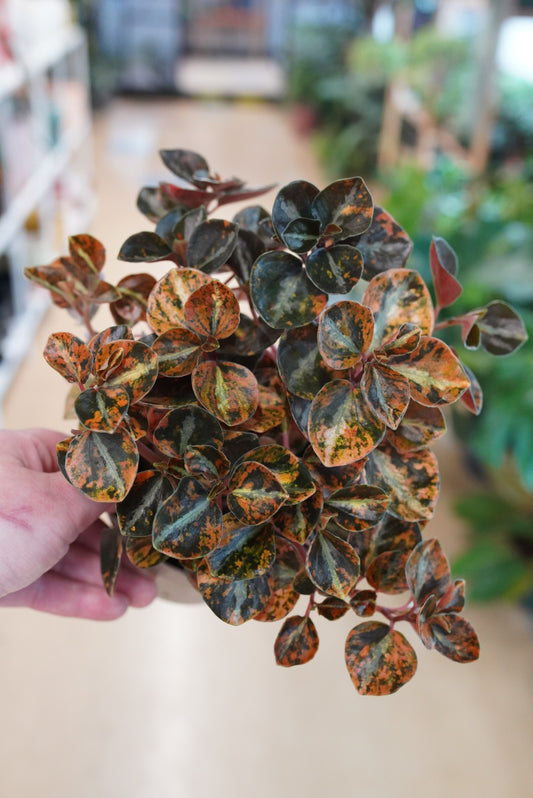 Peperomia Metallica 'creme brulee'