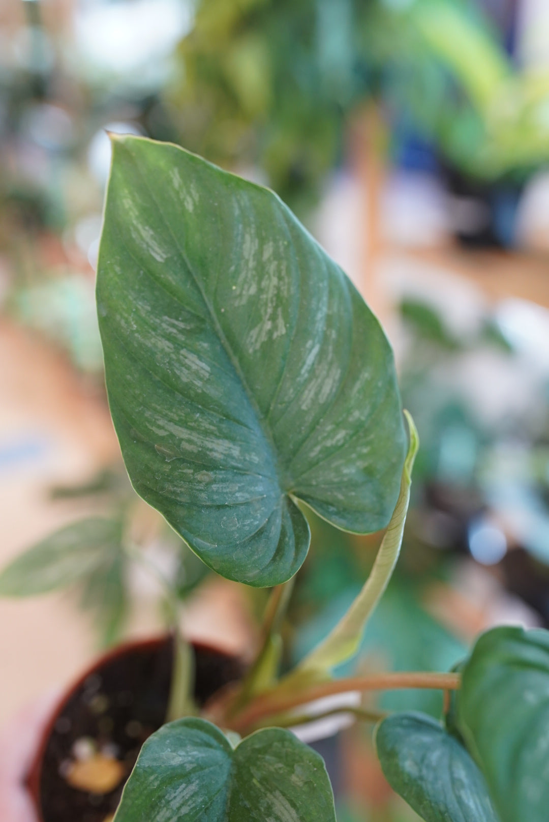 Philodendron mamei 'Silver'
