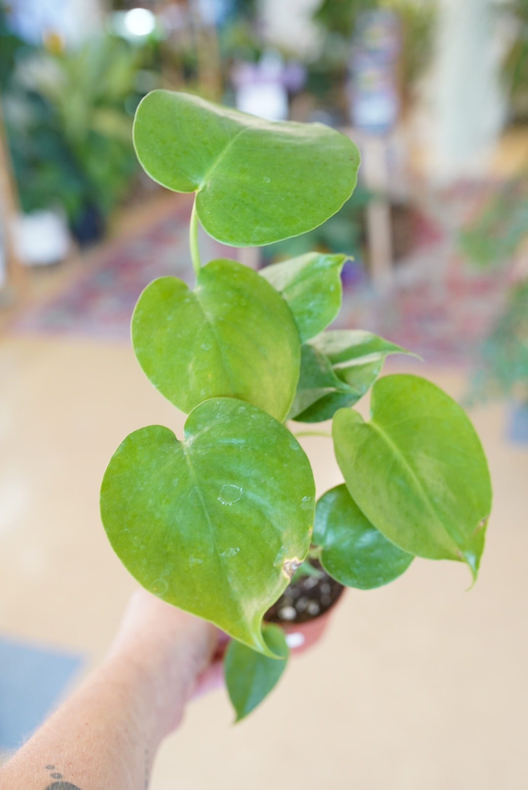 Monstera Deliciosa