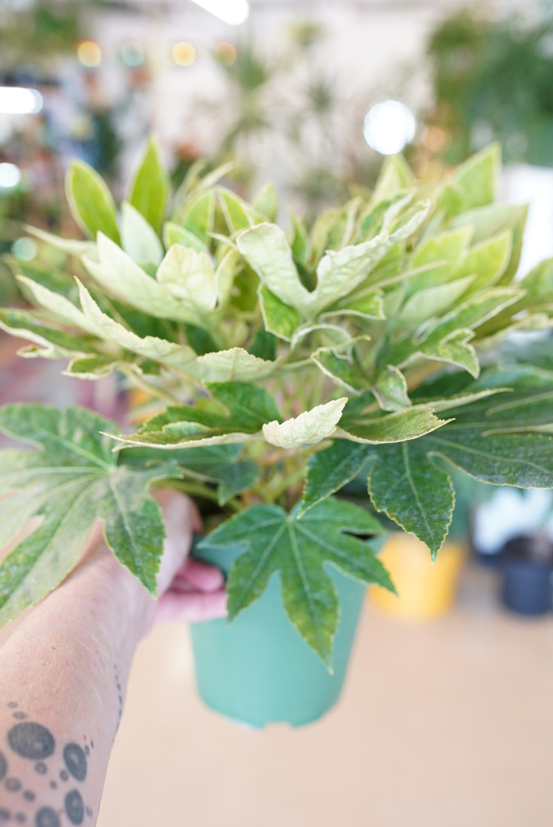 Fatsia Japonica ‘Spiders Web’