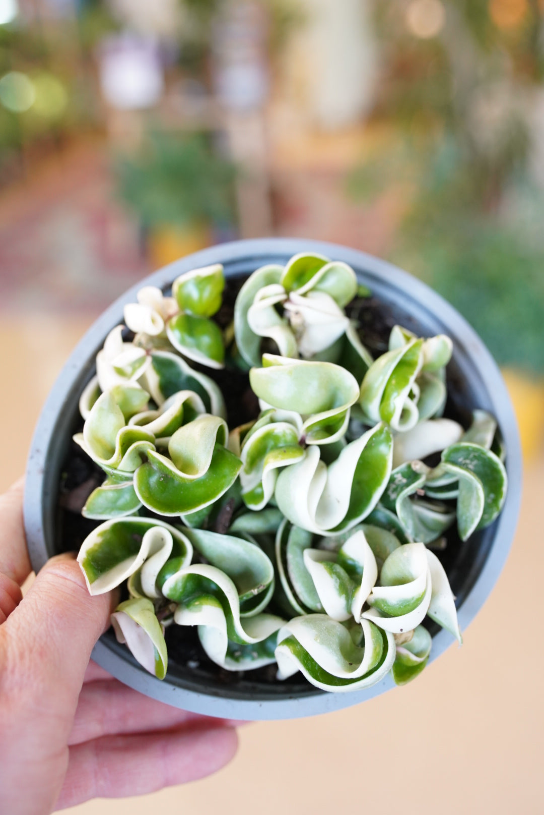 Variegated Hoya Hindu Rope