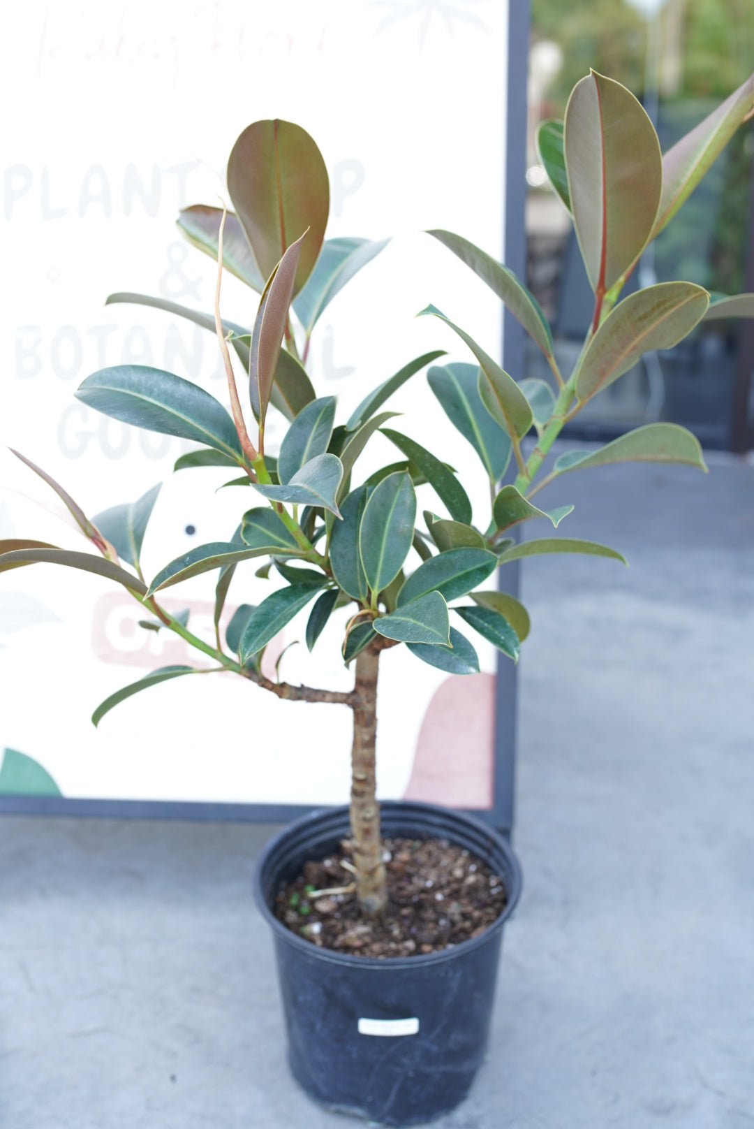 Ficus Melany