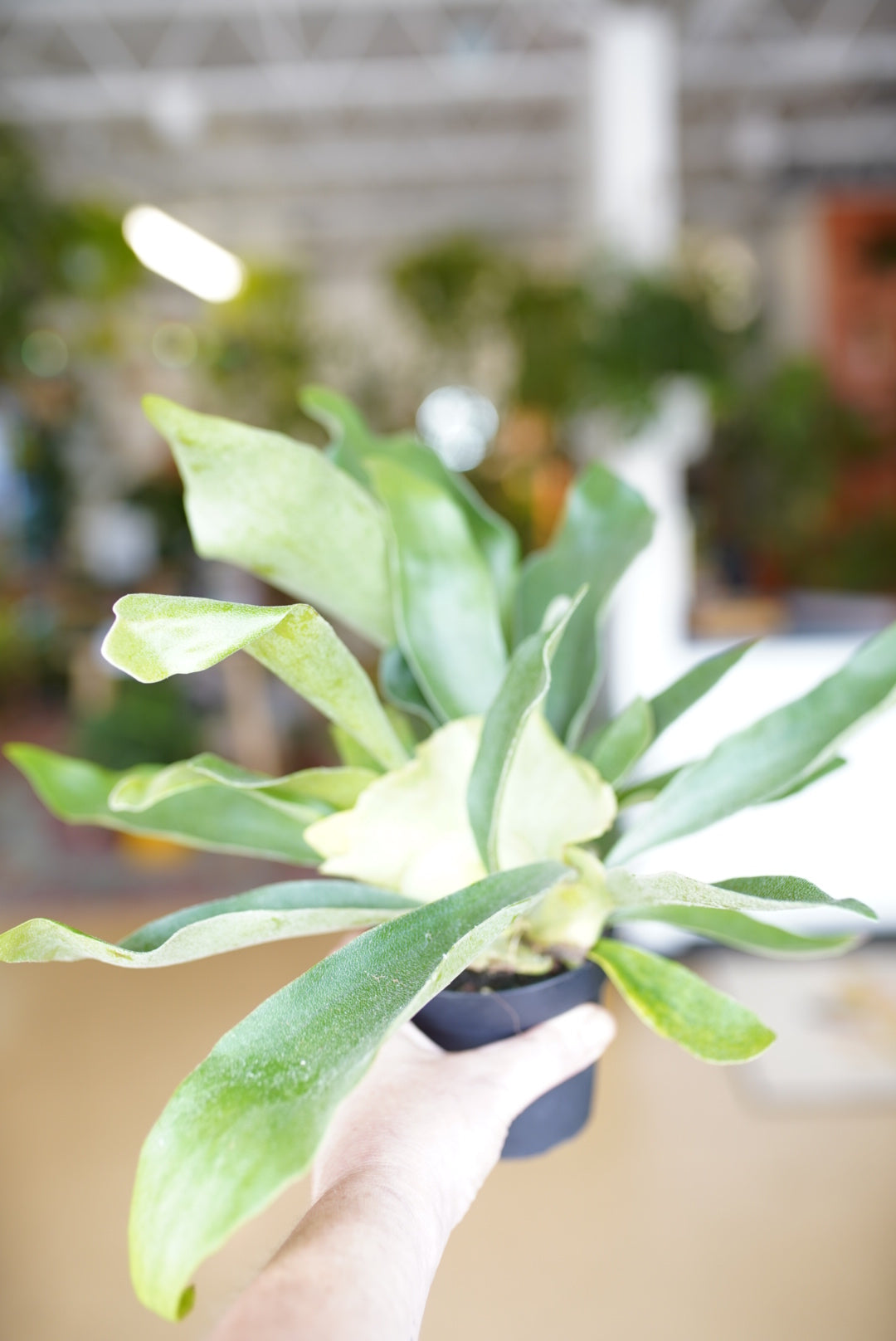 Staghorn Fern