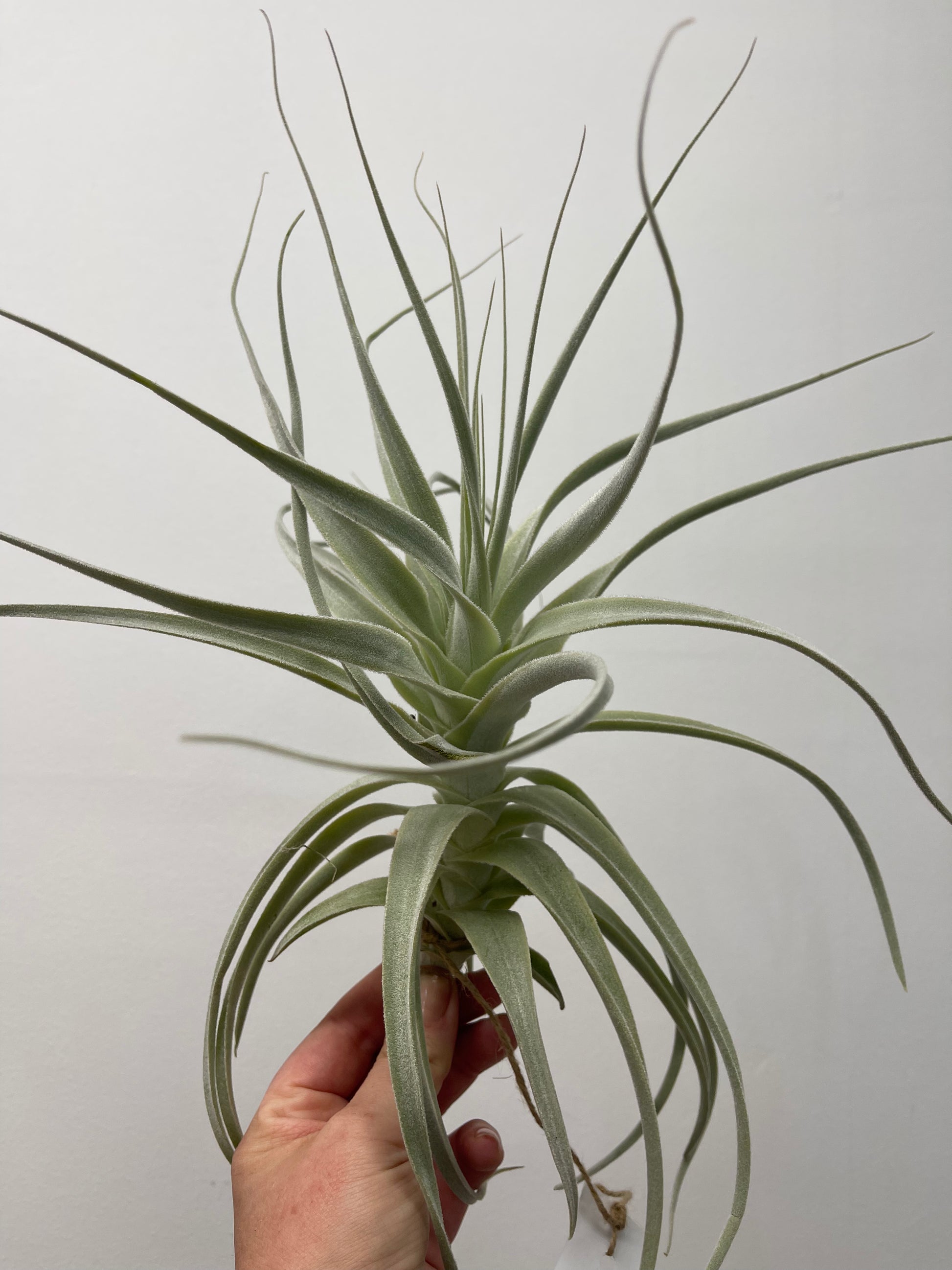 luftikus air plants Tillandsia - Air Plants | Live Easy Houseplants