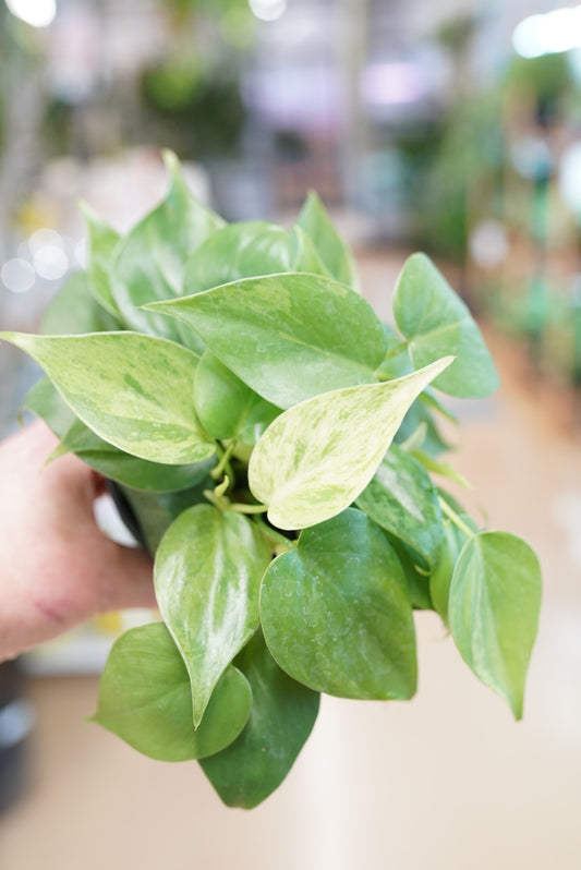 Philodendron hederaceum variegata